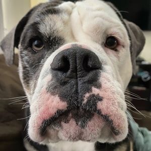 Meet your Posher, Joy